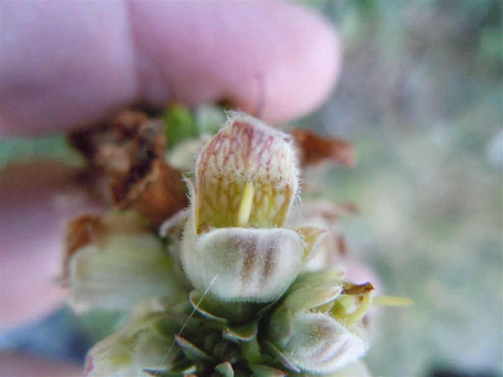 Passo Godi (AQ) : Digitalis ferruginea